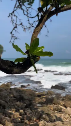RINDU SIAPA YA