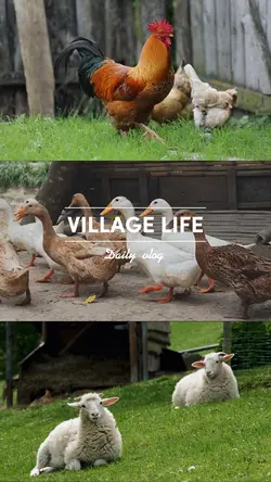 Village life 