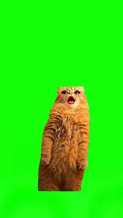 Cat Singing APT 