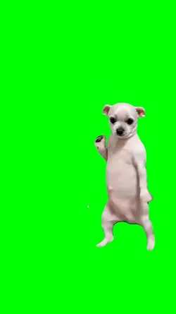 dog dance viral