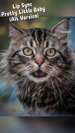 your cat sings