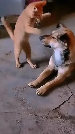 funny animal haha