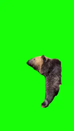 funny bear meme