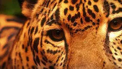 Oh mano poze 🐆