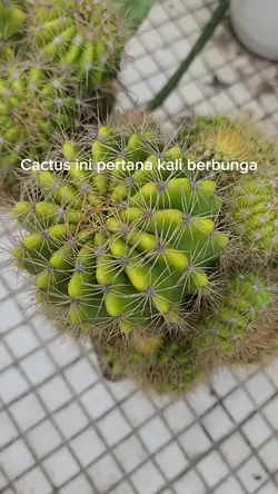 Bunga pertama
