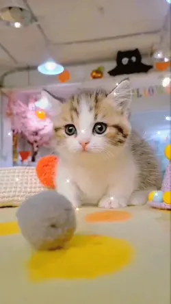 small cat cutie