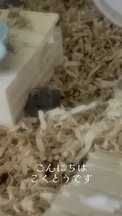 ハムスターの日常