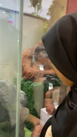 Video random