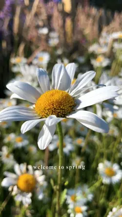 welcome to spring