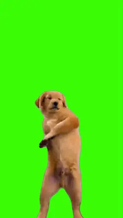 Dog/Cachorro