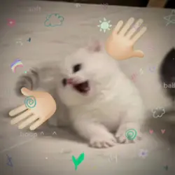 nyaa?! ichi ni san