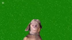 techno dog