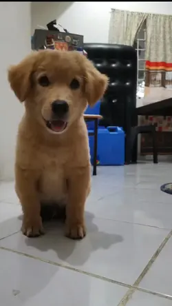 Cute dog