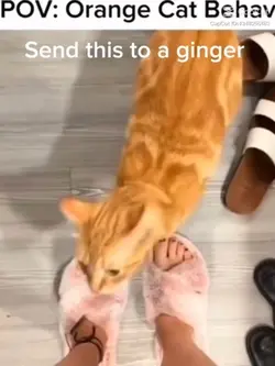 Gingers