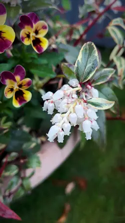 パンジーとアセビ🌼