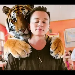di peluk harimau
