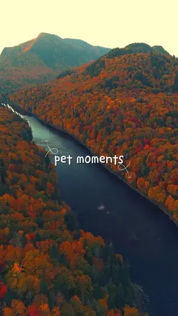 Pet Moment
