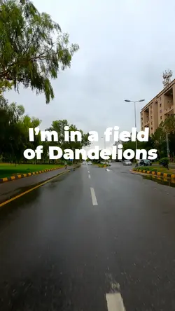 Dandelions