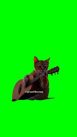 Cat playing guitar