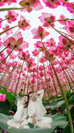 foto lotus