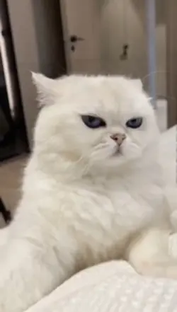 IA - Chat chante 😼