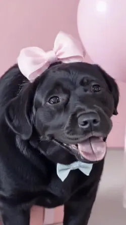 Birthday dog