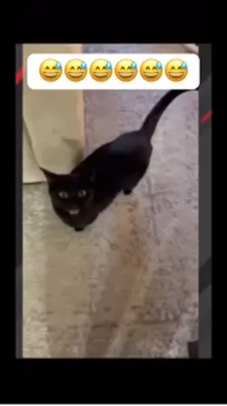 Hello black cat 