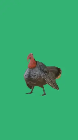 Turkey 