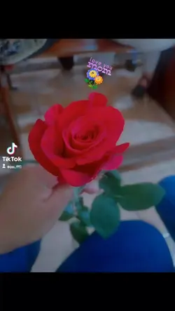 te regalo una rosa 