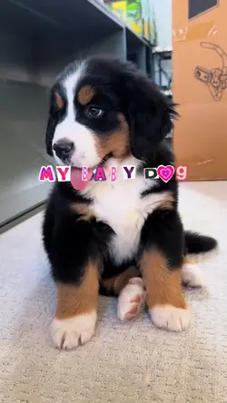 My Baby Dog
