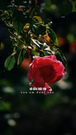 GÕ CỬA TRÁI TIM