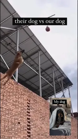 Dog VS Dog