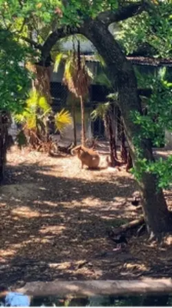 CAPIBARA!!!