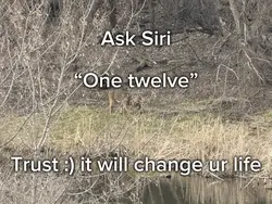 Trust 