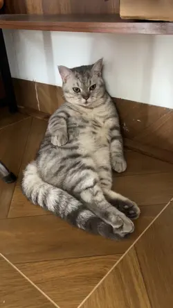 Mèo hài hước
