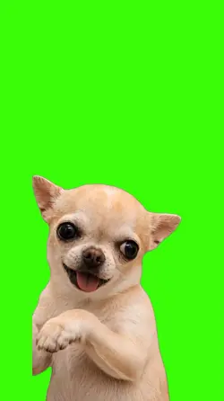 Dog/Cachorro.