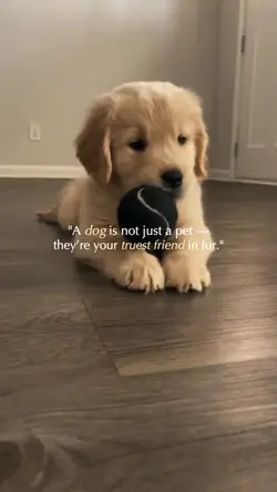 Paw Friendship 