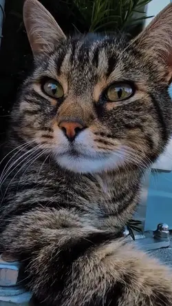 Slowmo Cat Trend