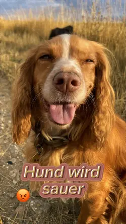 Hund wird sauer