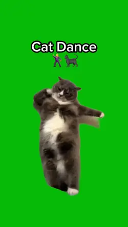Cat Dance 🐈⬛
