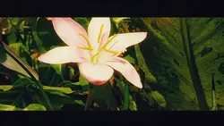 Cinematic Aesthetic