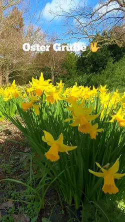 Ostern Grüße 🖖 
