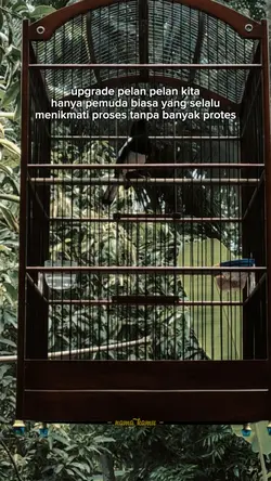 story burung