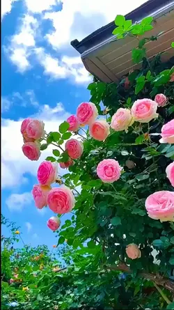 transisi foto