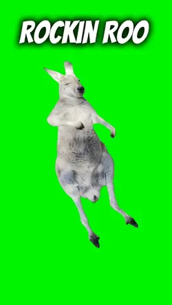 Rocking out Kangaroo