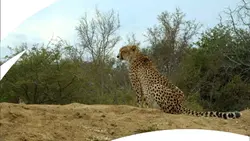 Animal planet 