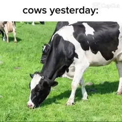 Cows now