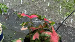 rainy day