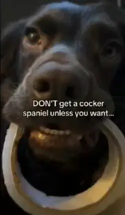 Cocker Spaniel 
