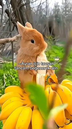 Tavşan fancam #2